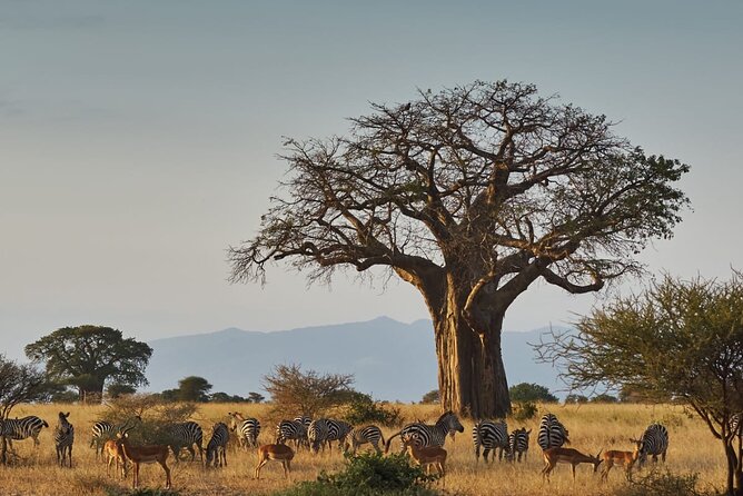 4 Day Private Tour Throughout Tarangire, Serengeti and Ngorongoro - A five-day route with three major wildlife areas