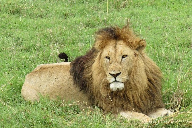4-Day Safari from Arusha: Tarangire, Serengeti and Ngorongoro - What this four-day route really gives you
