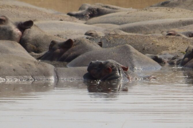4-Day Safari from Arusha: Tarangire, Serengeti and Ngorongoro - Day 3: From Serengeti wildlife to the Ngorongoro Conservation Area