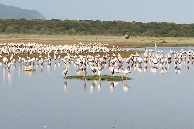 4-Day Safari from Arusha: Tarangire, Serengeti and Ngorongoro - Day 4: A full game drive inside Ngorongoro Crater