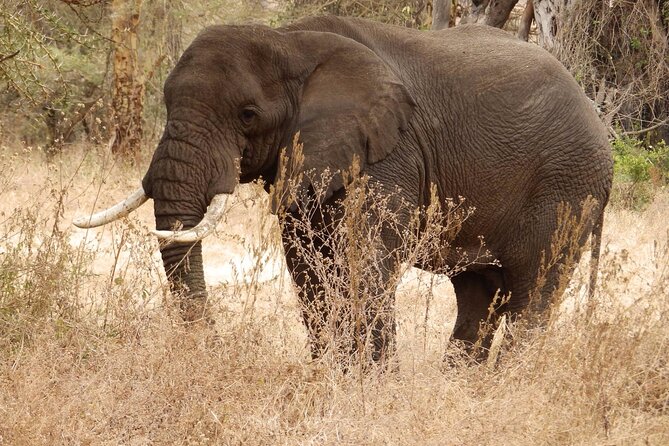 4-Day Safari from Arusha: Tarangire, Serengeti and Ngorongoro - The private vehicle and guide make the biggest difference