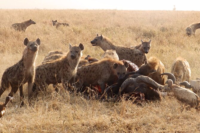 4-Day Safari from Arusha: Tarangire, Serengeti and Ngorongoro - What the $1,753.34 price includes