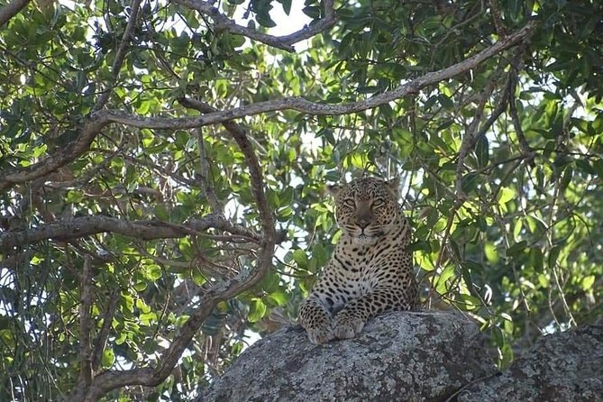 4-Day Safari from Arusha: Tarangire, Serengeti and Ngorongoro - Day 2: Entering the Serengeti through the highlands