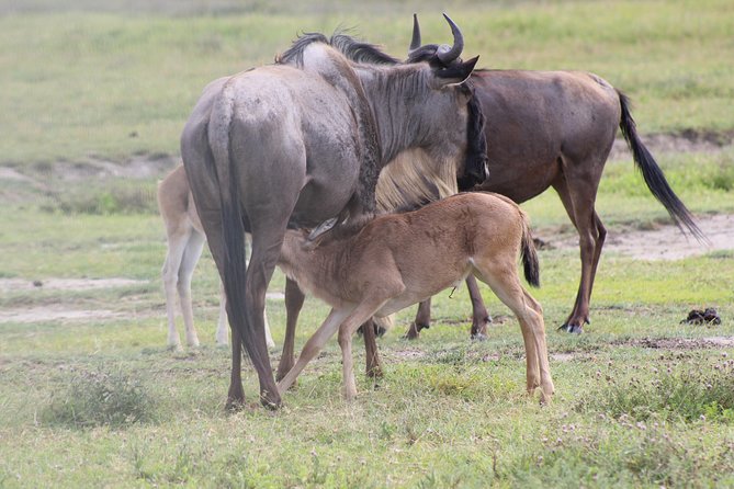 4-Day Safari in Tarangire, Serengeti & Ngorongoro (Mid-range) - Day 1: Tarangire brings the first elephant sightings