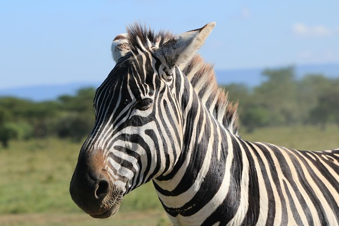 4-Day Safari in Tarangire, Serengeti & Ngorongoro (Mid-range) - Day 3: A second Serengeti position gives the park room to work