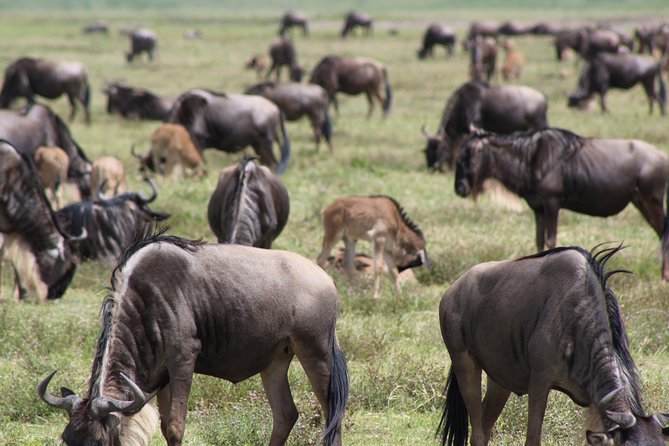 4-Day Safari in Tarangire, Serengeti & Ngorongoro (Mid-range) - Wildlife expectations: aim high, but keep them realistic