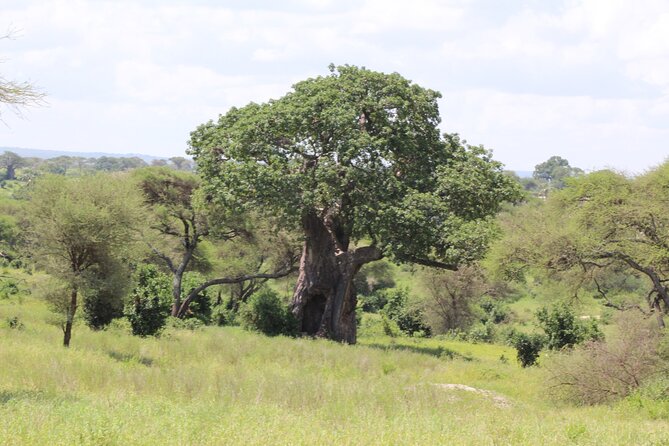 4-Day Safari in Tarangire, Serengeti & Ngorongoro (Mid-range) - What the private format means on the road