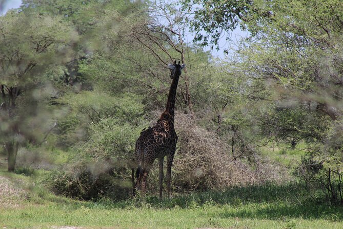 4-Day Safari in Tarangire, Serengeti & Ngorongoro (Mid-range) - Day 2: The road to the Serengeti is part of the experience