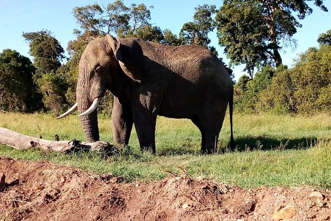4-Day Safari: Lake Manyara, Serengeti & Ngorongoro - Day four: The Ngorongoro Crater finale