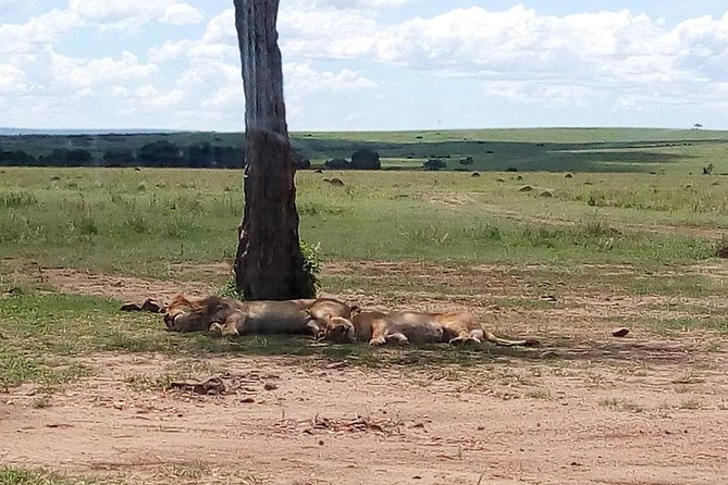 4-Day Safari: Lake Manyara, Serengeti & Ngorongoro - Camping, meals, and daily comfort