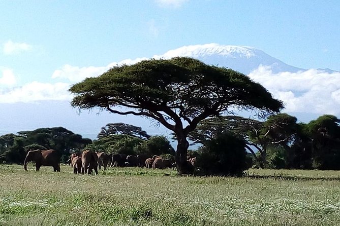 4-Day Safari: Lake Manyara, Serengeti & Ngorongoro - The guide can make or break the safari