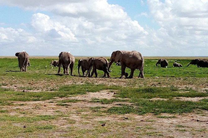 4-Day Safari: Lake Manyara, Serengeti & Ngorongoro - Day two: From Karatu farmland into the Serengeti