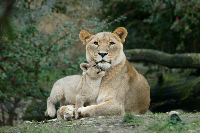 4 Day Safari- Tarangire,Ngorongoro and Serengeti - Tloma Lodge and the first night