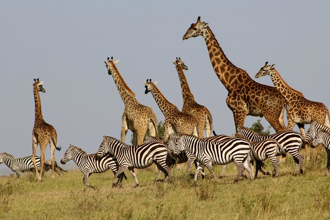 4 Day Safari- Tarangire,Ngorongoro and Serengeti - The Land Cruiser makes a practical difference
