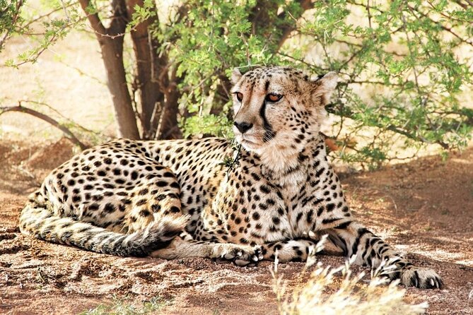 4-Day Safari to Tarangire ,Serengeti and Ngorongoro crater from Arusha - Day 1: Tarangire’s elephants and seasonal swamps