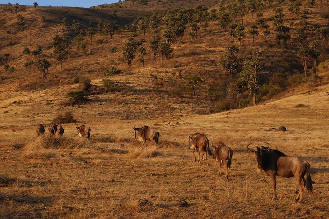 4-Day Safari to Tarangire, Serengeti and Ngorongoro from Arusha - Join a group - Day 3: An early Serengeti start and a cold night above Ngorongoro