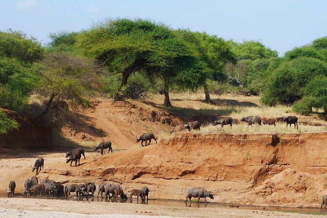 4-Day Safari to Tarangire, Serengeti and Ngorongoro from Arusha - Join a group - Day 4: Wildlife inside Ngorongoro Crater