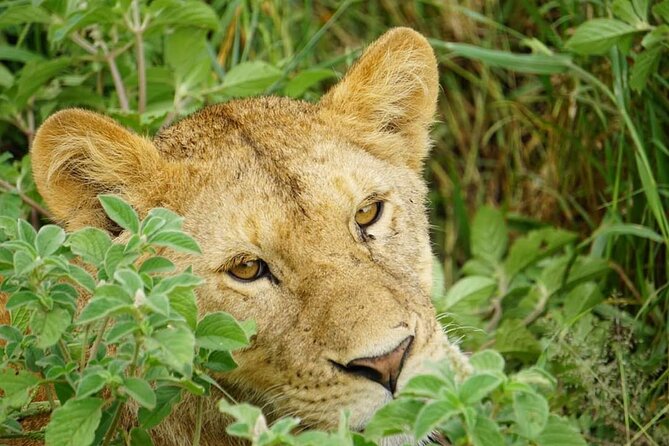4-Day Safari to Tarangire, Serengeti and Ngorongoro from Arusha - Join a group - What the $1,050 price includes