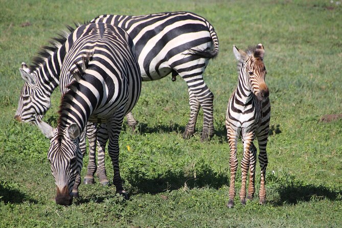 4-Day Safari to Tarangire, Serengeti and Ngorongoro from Arusha - Join a group - Day 2: The long road into Serengeti