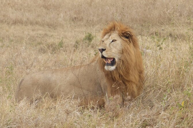 4 Day Serengeti and Ngorongoro crater - What this four-day safari is really offering