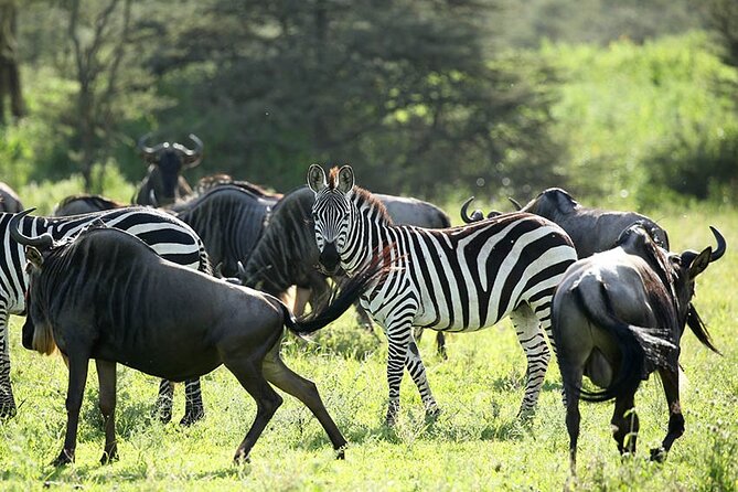 4-Day Serengeti, Ngorongoro, & Lake Manyara Budget Tour - Why this four-day route works