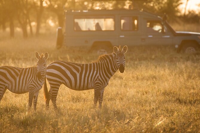 4-Day Serengeti, Ngorongoro, & Lake Manyara Budget Tour - Day 2: A full Serengeti game drive