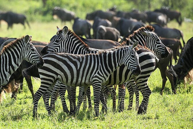 4-Day Serengeti, Ngorongoro, & Lake Manyara Budget Tour - Day 4: Lake Manyara’s forest, lake, and open plains