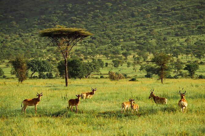 4-Day Serengeti, Ngorongoro, & Lake Manyara Budget Tour - Transport, meals, and the private group setup