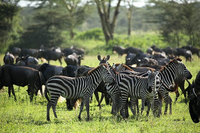 4-Day Serengeti, Ngorongoro, & Lake Manyara Budget Tour - What the $1,317 price really buys you