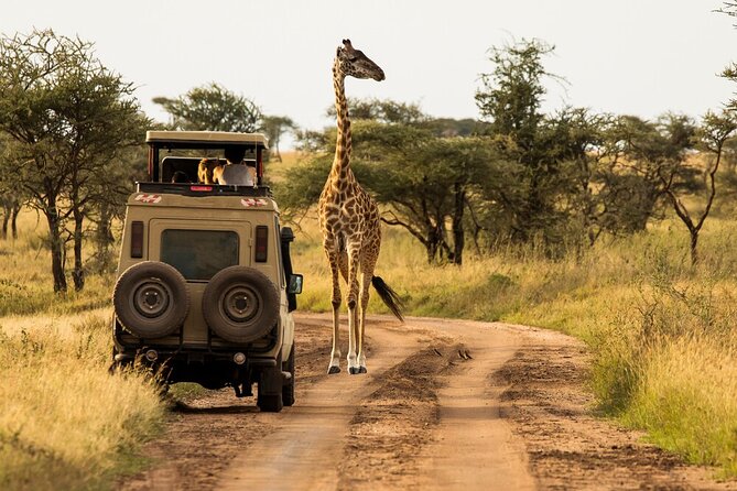 4-Day Serengeti, Ngorongoro, & Lake Manyara Budget Tour - Who should book this safari