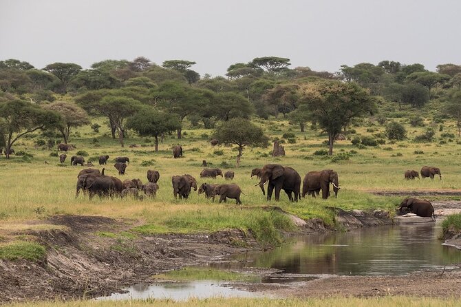 4-Day Serengeti, Ngorongoro, & Lake Manyara Budget Tour - Day 1: The long road from Arusha to the Serengeti
