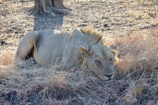 4 Day Serengeti & Ngorongoro Safari Wildlife Wonders of Tanzania - Day 3: from Serengeti to the crater rim