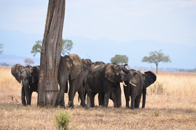 4 Day Serengeti & Ngorongoro Safari Wildlife Wonders of Tanzania - Day 1: the schedule needs a careful check