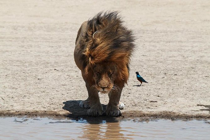 4-Day Serengeti, Ngorongoro,Tarangire safari - Booking details that deserve attention