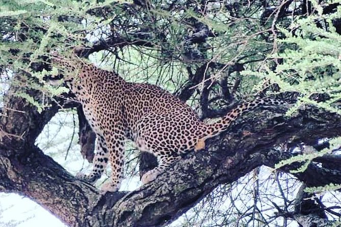 4-Day Serengeti, Ngorongoro,Tarangire safari - Should you book this safari?