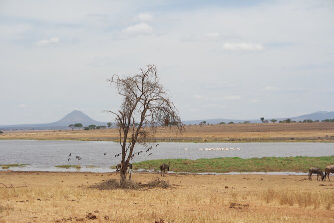 4-Day Shared Safari Tour with Complete Meals - Day one: elephants and Tarangire’s big herds
