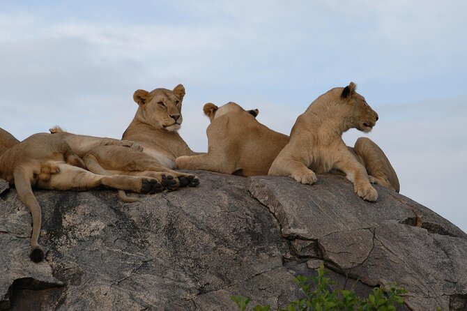 4-Day Simba Safari - Mid Range Tour - Day 3: Big cats in the Serengeti, then toward Ngorongoro