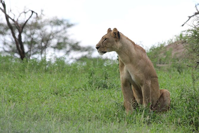4-Day Simba Safari - Mid Range Tour - Day 4: Descending into Ngorongoro Crater