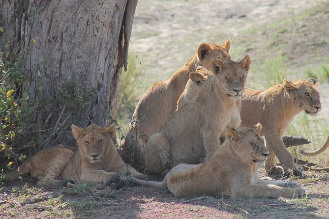 4-Day Simba Safari - Mid Range Tour - The guides are a major part of the value