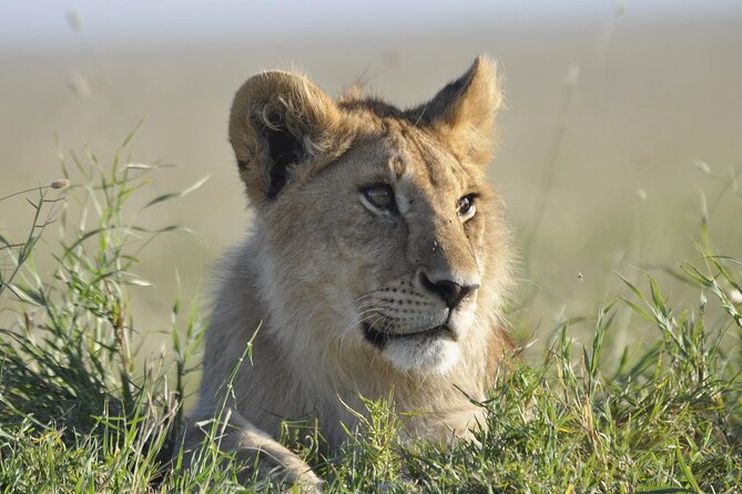 4-Day Simba Safari - Mid Range Tour - Meals, transport, and the meaning of mid-range