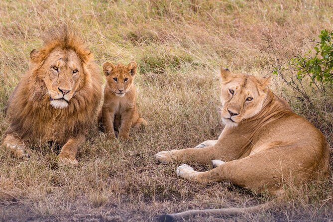 4-Day Simba Safari - Mid Range Tour - Day 1: Lake Manyara’s birdlife and tree-climbing lions