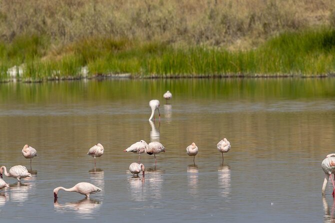 4 Day Tanzania Afordable Safari ft Two Night Serengeti - What the $1,625 price really covers