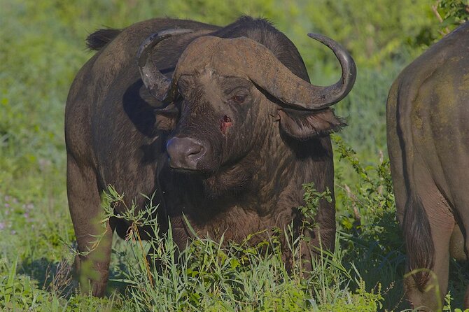 4 Day Tanzania Afordable Safari ft Two Night Serengeti - Accommodation, meals, and the practical side