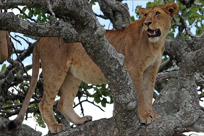 4-Day Tanzania Camping Safari to Lake Manyara, Serengeti, and Ngorongoro Crater - Why this four-day route works