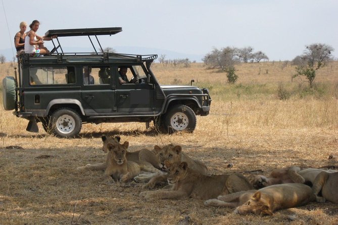 4-Day Tanzania Camping Safari to Lake Manyara, Serengeti, and Ngorongoro Crater - Day 3: An early Serengeti drive and a night on the crater rim