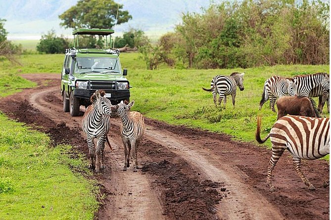4-Day Tanzania Camping Safari to Lake Manyara, Serengeti, and Ngorongoro Crater - Day 4: Descending into Ngorongoro Crater