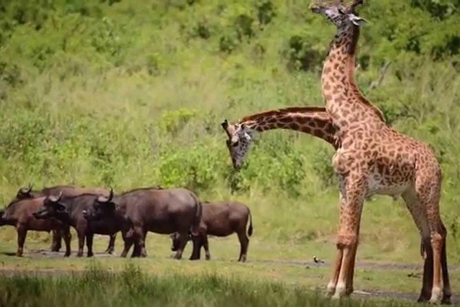 4-Day Tanzania Camping Safari to Lake Manyara, Serengeti, and Ngorongoro Crater - Who will get the most from this safari