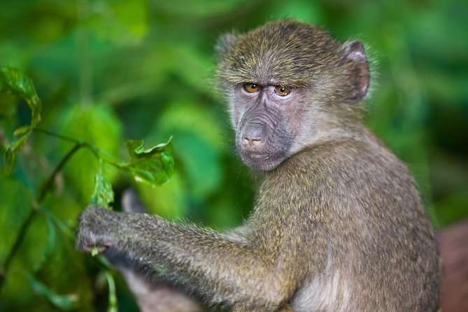 4 Day Tanzania Luxury Safari - Day 3: Early Serengeti viewing and Olduvai Gorge