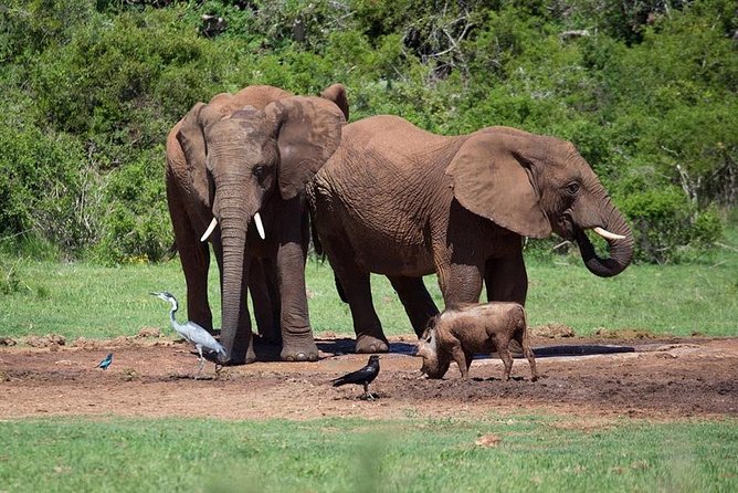 4 Day Tanzania Luxury Safari - What to pack and what to clarify