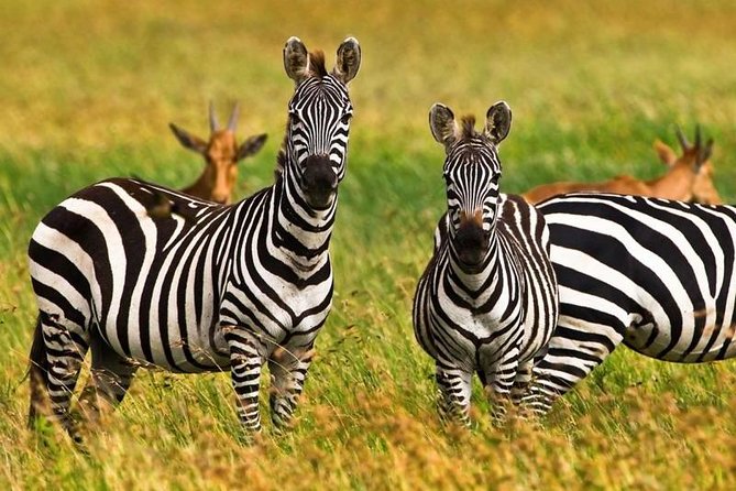 4 Day Tanzania Luxury Safari - Day 1: Lake Manyara’s forests, lake, and tree-climbing lions